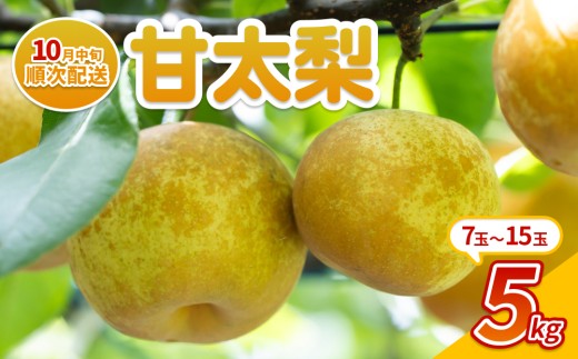 【先行予約】中野農園 梨 ”甘太（かんた）” 5kg箱｜鳥取 岩美 梨 なし ナシ 果物 フルーツ ※お届けは2026年10月中旬～【41087】