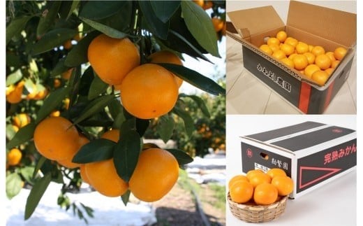 M511　【定期便】　みかん定期便食べ