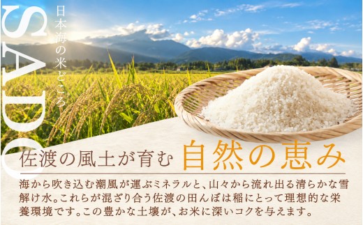 【令和8年産】佐渡上横山産にじのきらめき 精米5kg 金北山の水で育てた | 新潟県産にじのきらめき にじのきらめき 佐渡産にじのきらめき ニジノキラメキ 佐渡産にじのきらめき 上横山 お米 米 にじ