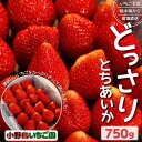 【ふるさと納税】栃木県産 どっさりとちあいか【750g】 ｜ 家庭用 完熟 朝摘み 苺 いちご イチゴ とちあいか 果物 フルーツ 秀品 栃木県 壬生町 産地直送 ※2024年11月中旬～2025年3月下旬頃に順次発送予定 ※離島への配送不可