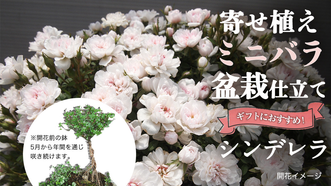 
            寄せ植え 盆栽 風 仕立て「シンデレラ」 バラ 花 お花 フラワー ギフト 母の日 [BN053ci]
          