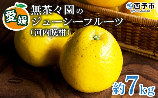 ＜無茶々園のジューシーフルーツ（河内晩柑）約7kg＞ 果物 フルーツ 選べる内容量 かわちばんかん みかん ミカン 蜜柑 柑橘 期間限定 季節限定 食べて応援 特産品 愛媛県 西予市 【冷蔵】