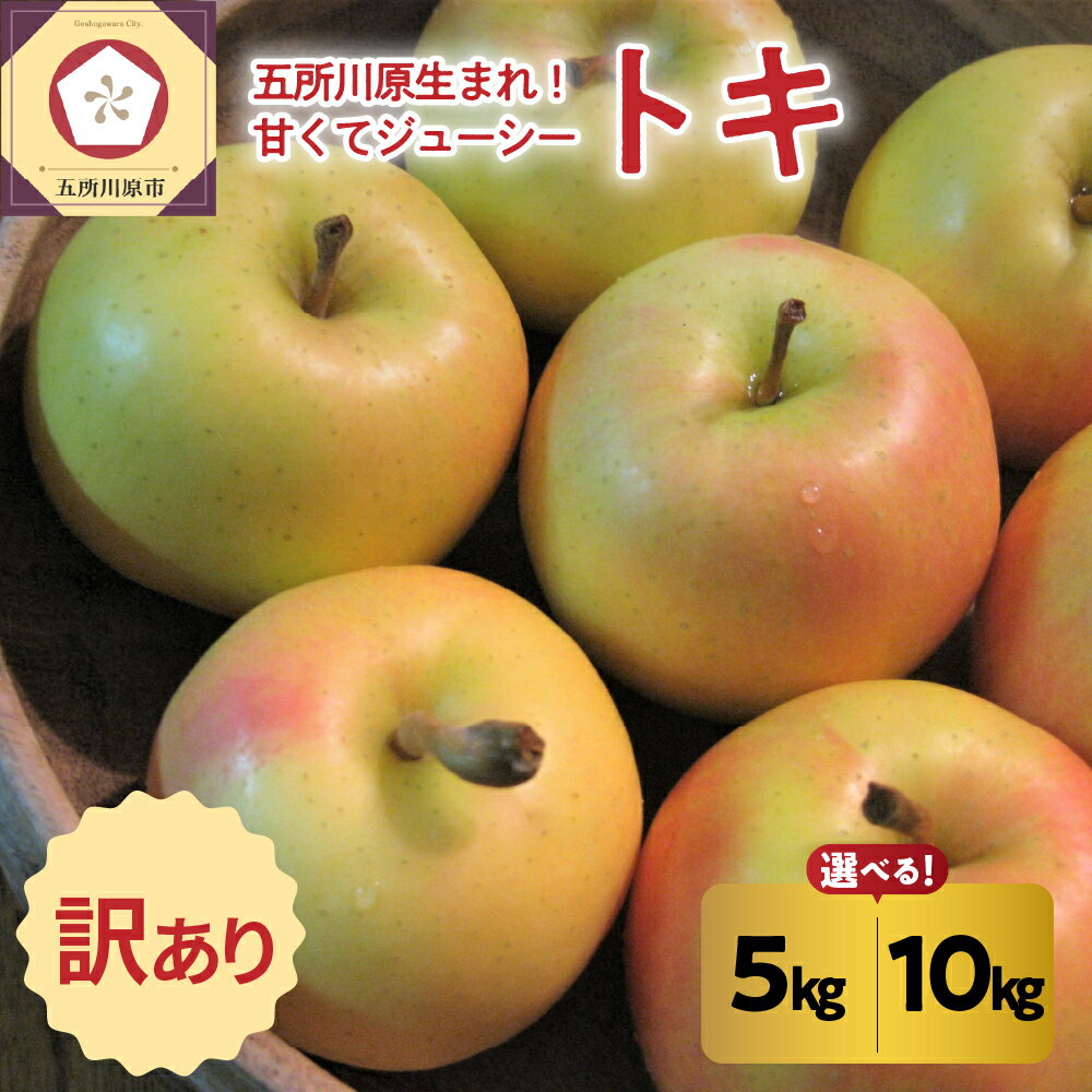【ふるさと納税】りんご【 訳あり 】 トキ 5kg または 10kg ( 配送時期が選べる 10月 11月 12月 )/ 青森産 黄色い リンゴ 林檎 アップル 不揃い 規格外 傷 常温保存 秋 旬 果物 くだもの フルーツ 国産 青森県 五所川原市