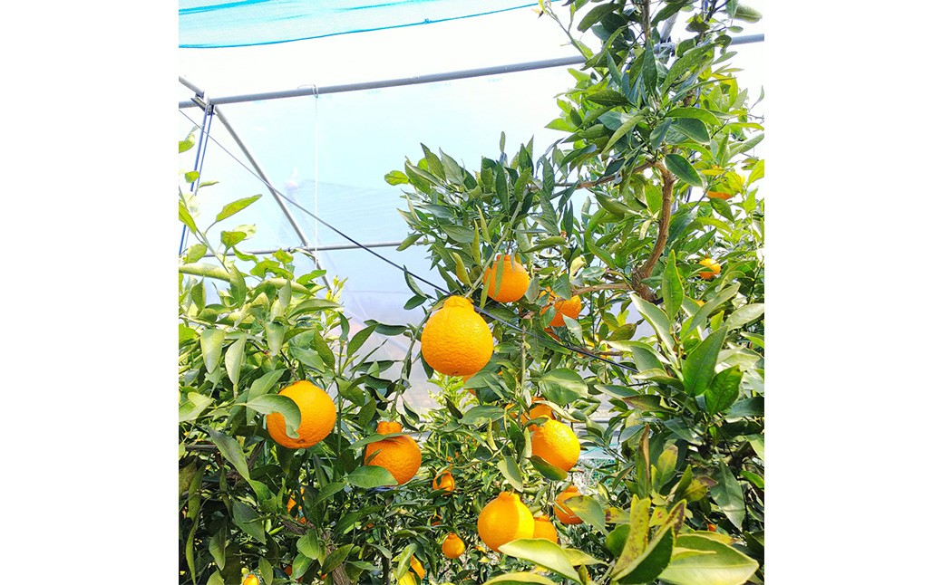 【希望の島】 完熟不知火 特選品 大玉 2kg