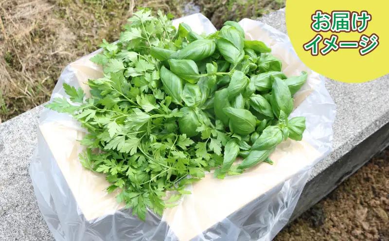フレッシュ バジル イタリアンパセリ セット 計500g 本城ファーム ハーブ 生バジル 生パセリ パセリ ばじる はーぶ 香草 水耕栽培 野菜 やさい 美味しい 新鮮 イタリア料理 調味料 スパイス