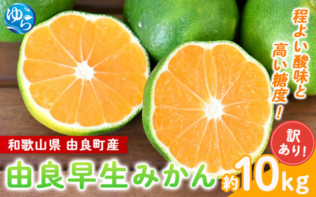 【2026年秋・先行予約】 由良早生みかん 約10kg 訳あり キズ ※2026年10月上旬～10月下旬頃に順次発送【sml136】