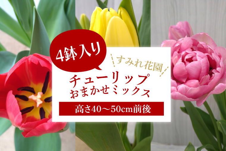 EH-21　【2025年2月より発送】【訳あり】チューリップ　4鉢入り　おまかせミックス