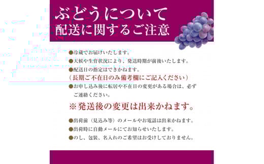 【2025年8月中旬から発送】朝採り！タネなし 巨峰　2kg箱　小沢農園[5839-1500]