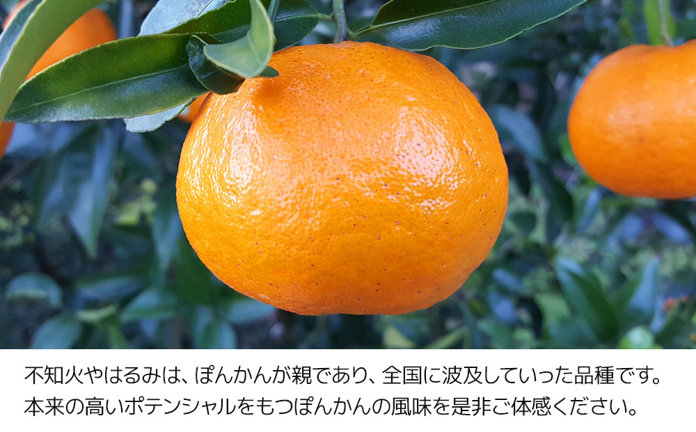 ぽんかん 10kg | ポンカン みかん 果物 大分県 九州 津久見市 国産