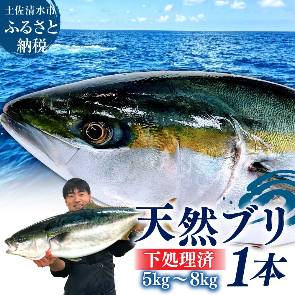 【ふるさと納税】土佐清水産天然ぶり まるごと1本（5kg～8kg）下処理あり（内臓除去済）【※着日指定不可※】鮮魚 鰤 ブリ ぶり大根 刺身 ぶりしゃぶ 天然 故郷納税 土佐清水市 送料無料 高知 しゃぶしゃぶ たたき 海鮮丼 【R00874】