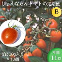 【ふるさと納税】モリヒロ園芸が育てたじょんならんトマトの定期便B　約300g×12個入り（年間11回）　【定期便・ 野菜 ミニトマト 甘い フルーツ サラダ 】　お届け：ご寄附（入金）頂いた月の翌月回より年間スタート致します