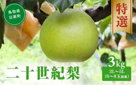 【令和9年産先行予約】二十世紀梨 特選3㎏ 3L～5L(6～8玉前後) 梨 なし フルーツ 鳥取 高間商店