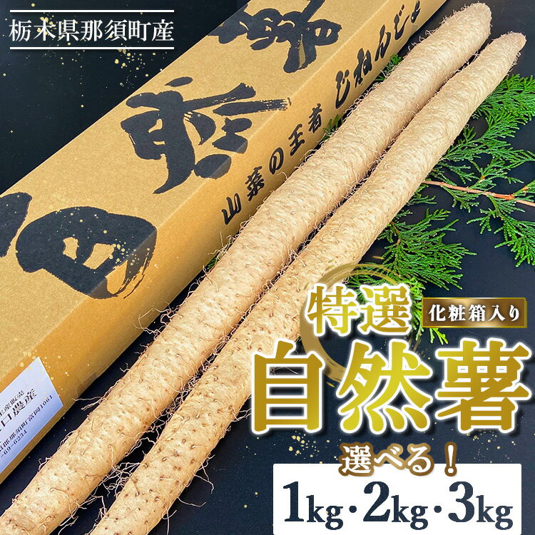 【ふるさと納税】【選べる容量】那須町産 自然薯 化粧箱入り｜贈り物 とろろ とろろご飯 山芋 健康 国産 産地直送 那須 栃木県 那須町