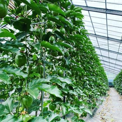 ふるさと納税 宮崎市 8年かけて誕生したパッションフルーツ　L　800g&パッションフルーツジャム150g×2 |  | 03