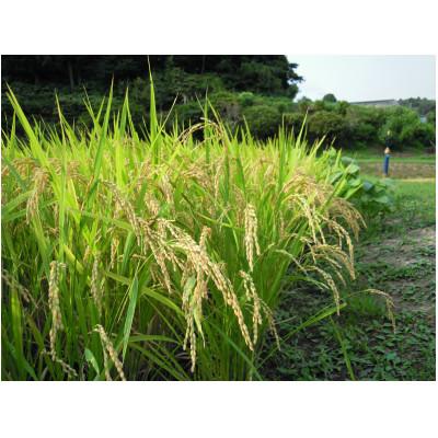 ふるさと納税 茂原市 新米 令和7年産 千葉県茂原市産「ふさこがね100%」 玄米10kg |  | 01