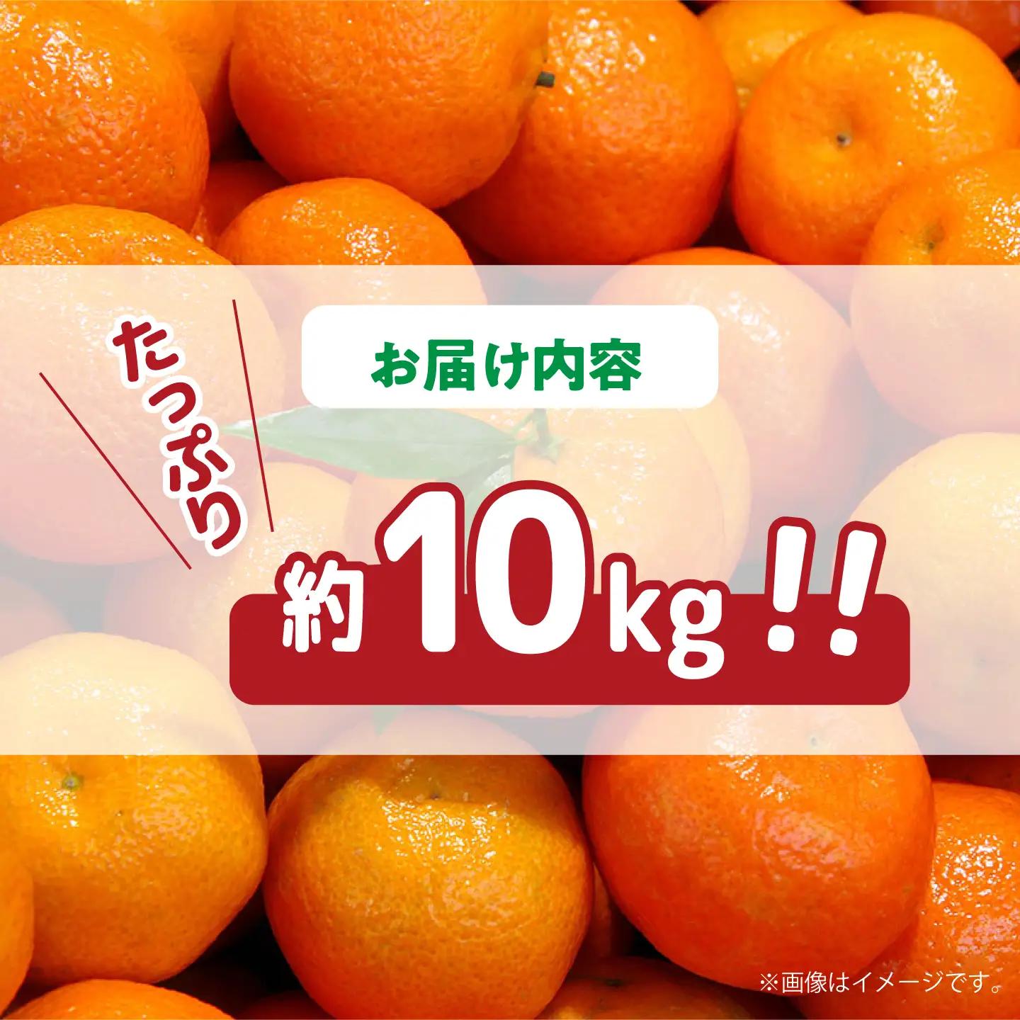 【2026年11月下旬-発送】温州みかん 約10kg [SCV012] みかん