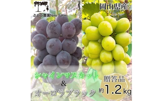 ぶどう 2026年 先行予約 農家こだわりの シャイン マスカット ＆ オーロラブラック 2房 合計約1.2kg 贈答クラス 葡萄 岡山県産 国産 フルーツ 果物 ギフト 【 Nini farm 農家 直送 】