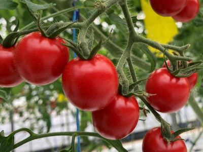 【2026年4月発送】フルーツトマト「fruino ふるーの」1箱（4パック）