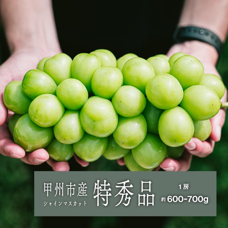 【ふるさと納税】 シャインマスカット 約600g～700g 1房 果物 ぶどう 特秀品 厳選 フルーツ 果実 2025年発送 8月 9月 10月 発送 葡萄 人気 山梨県 甲州市産 贈答 ギフト 期間限定 数量限定 （SHP） 【C7-450】