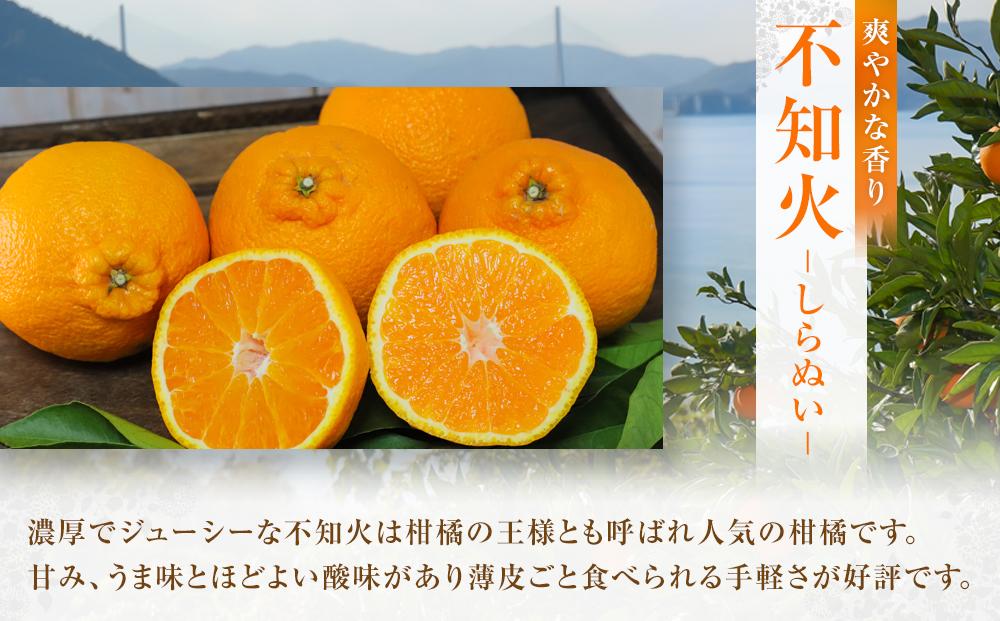 柑橘の王様　大玉・濃厚な不知火（しらぬい）3ｋｇ　＜2026年3月中旬より発送開始＞【みかん 人気 瀬戸田 広島県尾道市】
