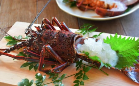 伊勢海老 活伊勢海老 特大伊勢エビ 伊勢エビ刺身 伊勢海老汁 2026/1/3までお届け ※申込締切12/15　MG-8