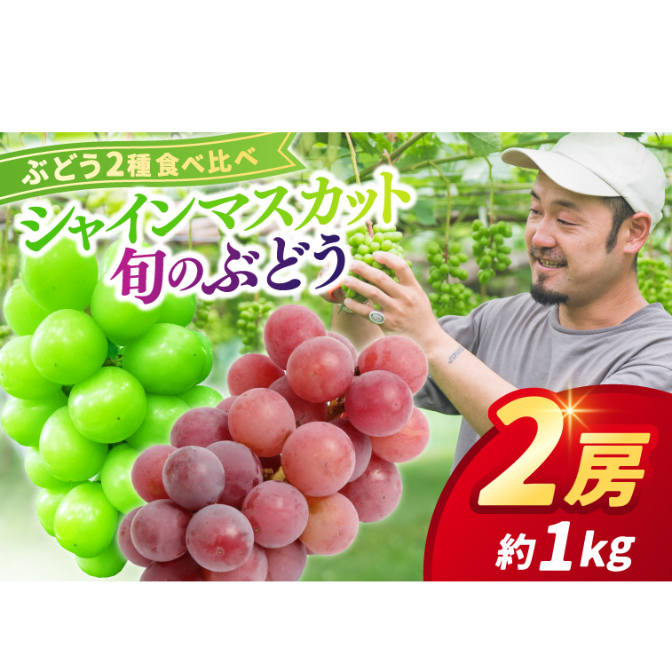 ＼先行予約 9月下旬発送予定／ ぶどう食べ比べ 2房（約1kg）旬のぶどう＆シャインマスカット ★数量限定★ ぶどう 食べ比べ セット アソート 藤稔 ピオーネ 高妻 安芸クイーン 採れたて 大粒 生