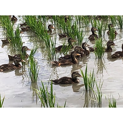 【2ヵ月毎定期便】あきたこまち白米5kg (栽培期間中農薬不使用・化学肥料不使用) 全3回【配送不可地域：離島・沖縄県】