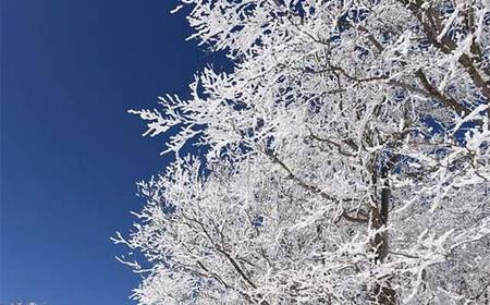 《蔵王山岳インストラクターがご案内!》樹氷☆霧氷を楽しみながらのかんじきスノートレッキング F2Y-4389