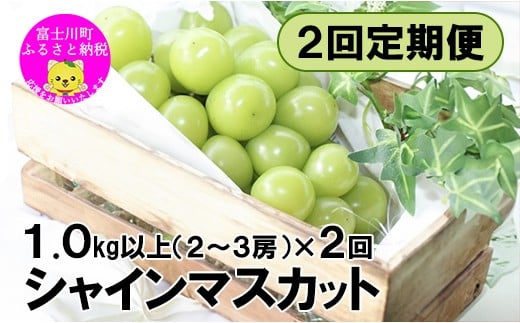 
            【2025年発送】【２回定期便】頬張る幸福感 ～緑の宝石・シャインマスカット～ 計２kg（1.0kg以上・2～3房を２回[9月上旬・下旬]お届け）　シャイン シャインマスカット ぶどう 葡萄 ブドウ 定期便 ２回 果物 くだもの フルーツ 山梨 やまなし 富士川町 シャインだけ シャインマスカットだけ
          