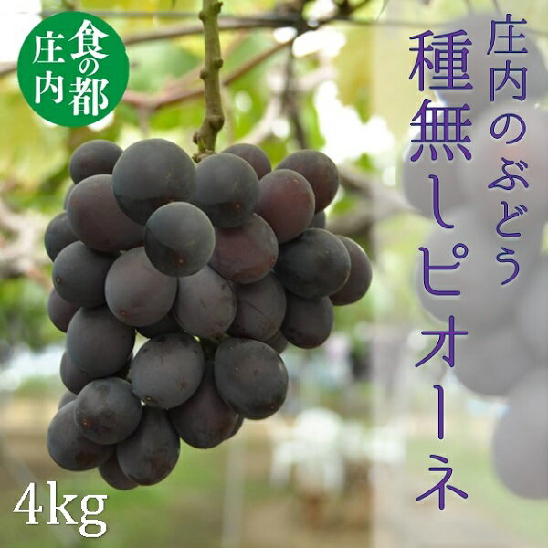 【ふるさと納税】食の都庄内　庄内のぶどう【種無しピオーネ】約4kg※9月上旬～10月中旬配送（有限会社庄内旬青果）