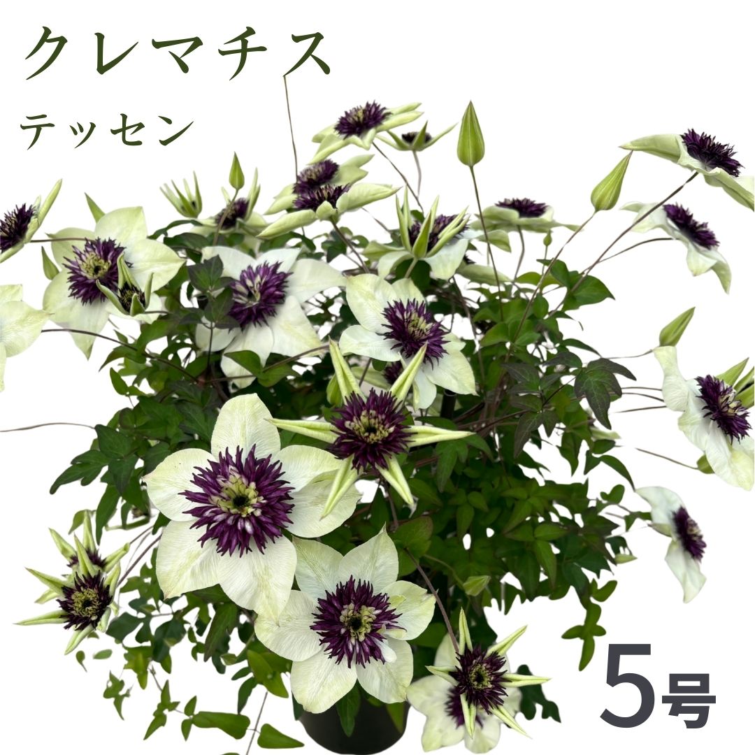 【先行受付】クレマチス テッセン 5号 白系｜花ギフト 花苗 鉢植え【53850-002-03】