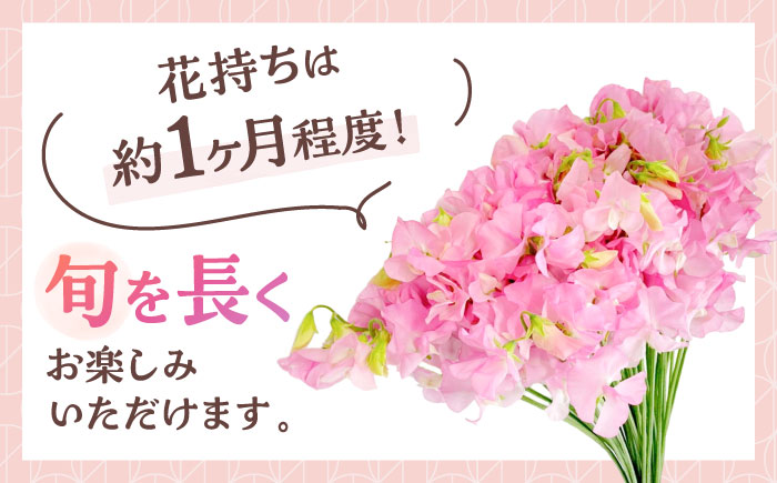 【R7年度12月以降発送】【生産農家直送！】スイートピー 花束 50本（ピンク）【木下農園】生花 [IBW002]