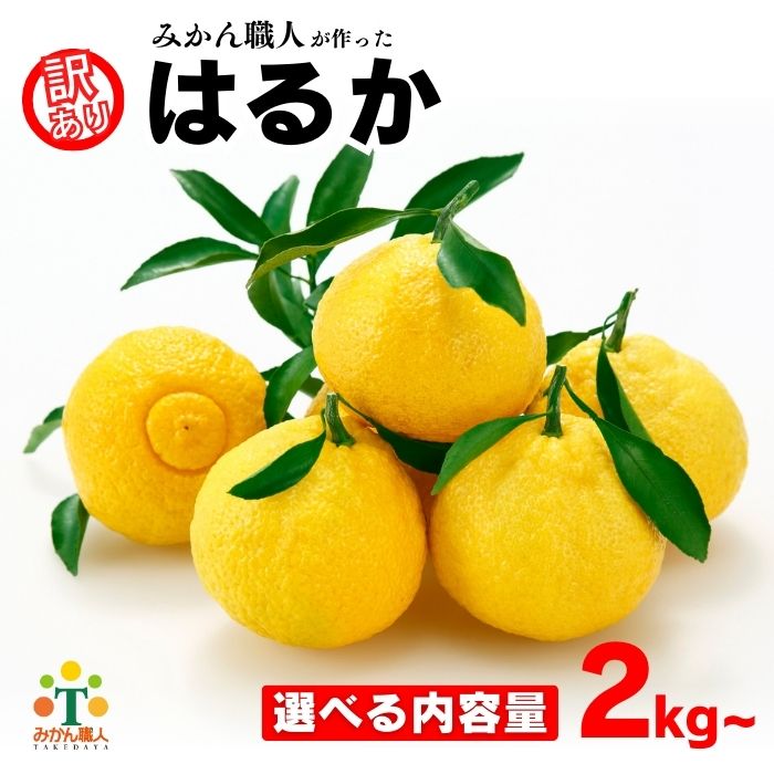 【ふるさと納税】選べる内容量 先行受付 訳あり はるか 2kg 5kg 7kg 【発送時期 1月下旬〜】 なくなり次第終了 柑橘 かんきつ 期間限定 みかん 蜜柑 冬 傷 不揃い みかん職人武田屋