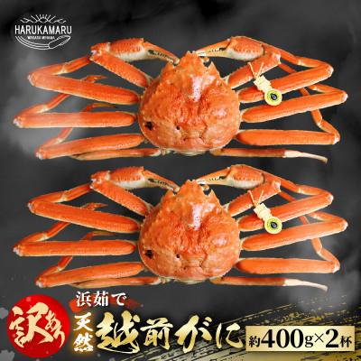 ふるさと納税 美浜町 【2026年11月より順次発送】訳あり《越前がに》【小サイズ2杯】カニスプーン付き
