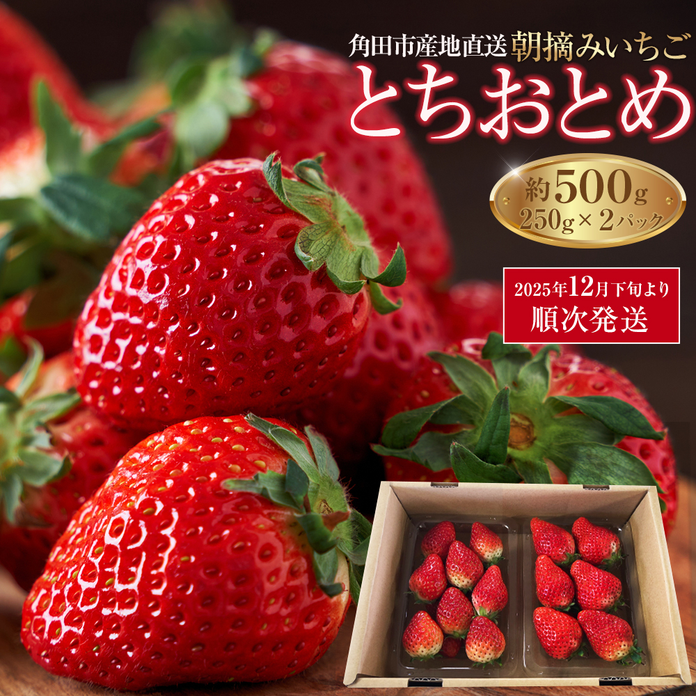 【先行予約】【角田市産地直送】朝摘みいちご「とちおとめ」合計約500g（250g×2パック）