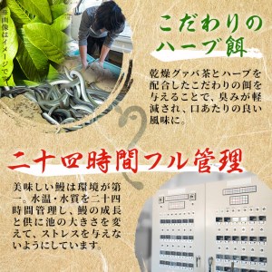 鹿児島県産 伊崎田のうなぎ蒲焼 大＜170g以上＞× 5尾(計850g以上) c2-001