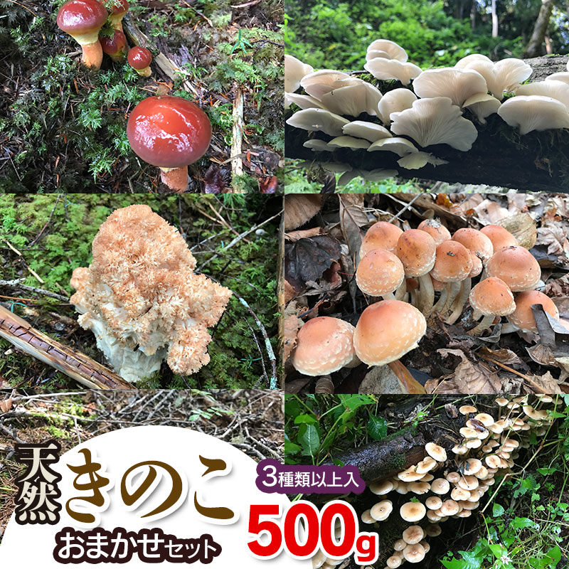 【ふるさと納税】【令和8年産先行予約】天然きのこ おまかせセット（3種類以上）500g【発送時期：8月1日〜11月30日頃】 きのこ わかば屋　2026年