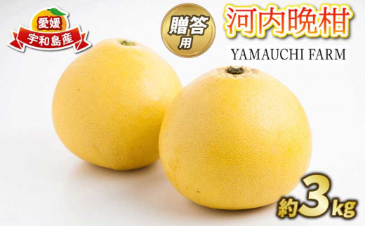 贈答用 河内晩柑 3kg YAMAUCHI FARM 晩柑 かわちばんかん 和製 グレープフルーツ 愛媛みかん 愛媛蜜柑 愛媛ミカン mikan 先行予約 果物 フルーツ くだもの 柑橘 さっぱり 蜜柑 ギフト 産地直送 農家直送 数量限定 国産 愛媛 宇和島 B010-084005