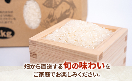 お米 10kg（きぬむすめ） 米 コメ 精米 白米 ご飯 静岡県 島田市 ※配送不可:北海道、沖縄、離島