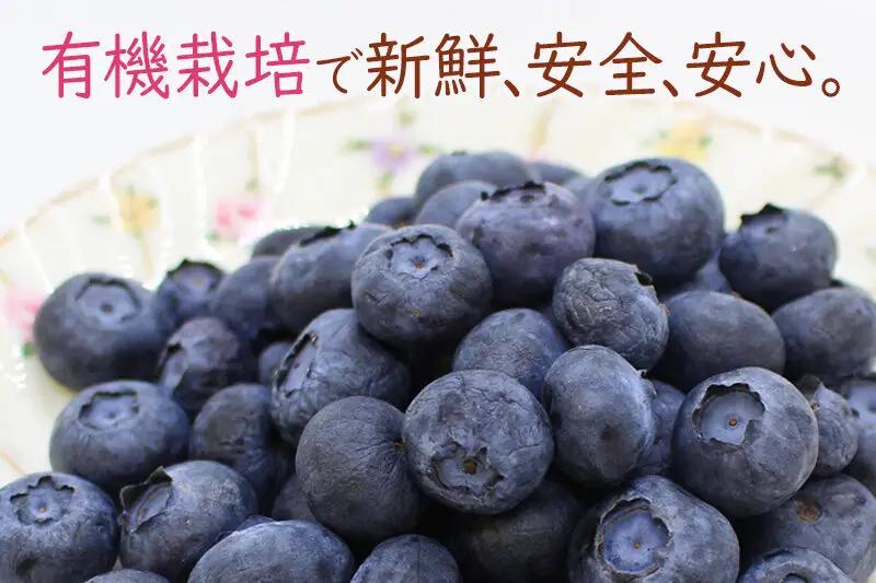 《先行受付》田口農園 秋田県産 大粒 ブルーベリー 生 合計800g（100g×8パック） 【6月下旬から順次発送】