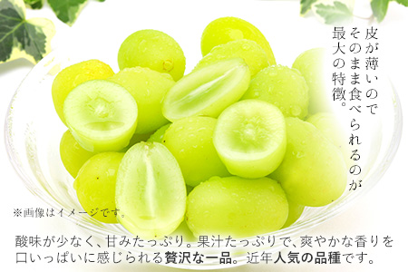 【秀品】先行予約 シャインマスカット 約500~600g (1房)  フルーツ 果物 送料無料 葡萄 ぶどう マスカット  鶴田農園 熊本県荒尾市産《8月下旬-9月下旬頃出荷》 美味しいシャインマスカ