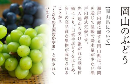 ぶどう 2024年 先行予約 ニュー ピオーネ 2房（1房480g以上）約1kg 化粧箱入り ブドウ 葡萄  岡山県産 国産 フルーツ 果物 ギフト [No.5220-0814]