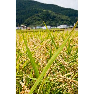 ふるさと納税 日南市 ≪数量限定≫令和8年産コシヒカリ5kg |  | 01