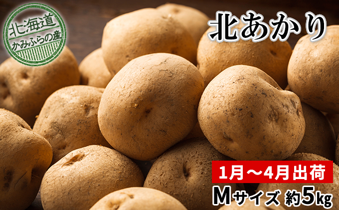【令和7年産】 先行予約 北海道 上富良野 産地直送 越冬 じゃがいも 北あかり M サイズ 約 5kg 冷蔵 発送 きたあかり ジャガイモ 芋 ポテト 野菜