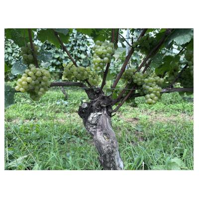 ふるさと納税 高山村 高山村産白ワイン　レーヴドヴァン「Reve de Vin ソーヴィニヨン・ブラン2024」750ml |  | 01