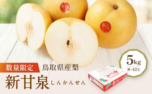【先行予約】数量限定 鳥取県産梨 新甘泉（しんかんせん）5kg（8～12玉） 国産 新甘泉 梨 国産梨 国産新甘泉 梨5kg 新甘泉5kg 新甘泉 鳥取県産新甘泉 鳥取県産梨 梨先行予約 新甘泉先行予約 新鮮 旬 フルーツ 果物 くだもの 人気 おすすめ 鳥取 琴浦町 送料無料
