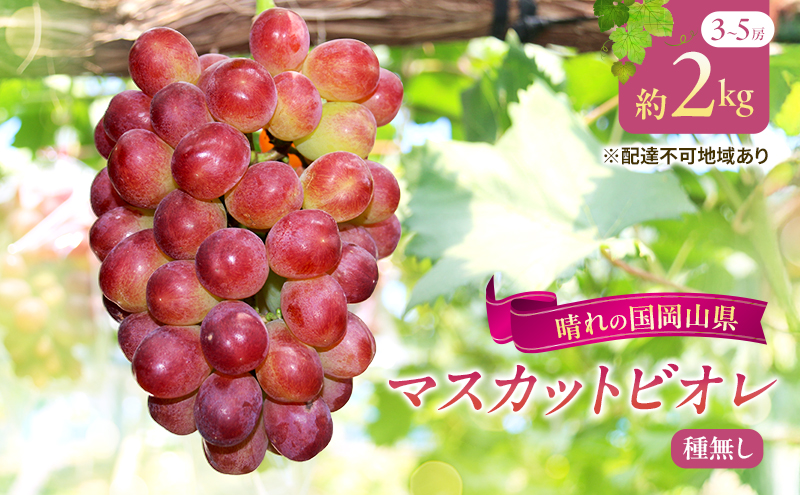 【2025年先行予約】 ぶどう 岡山県産 皮ごと 食べられる マスカット ビオレ 種無し 約2kg （3～5房） 葡萄 ブドウ フルーツ 果物 数量限定 期間限定 岡山 里庄町 《2025年9月下旬-10月下旬頃出荷》