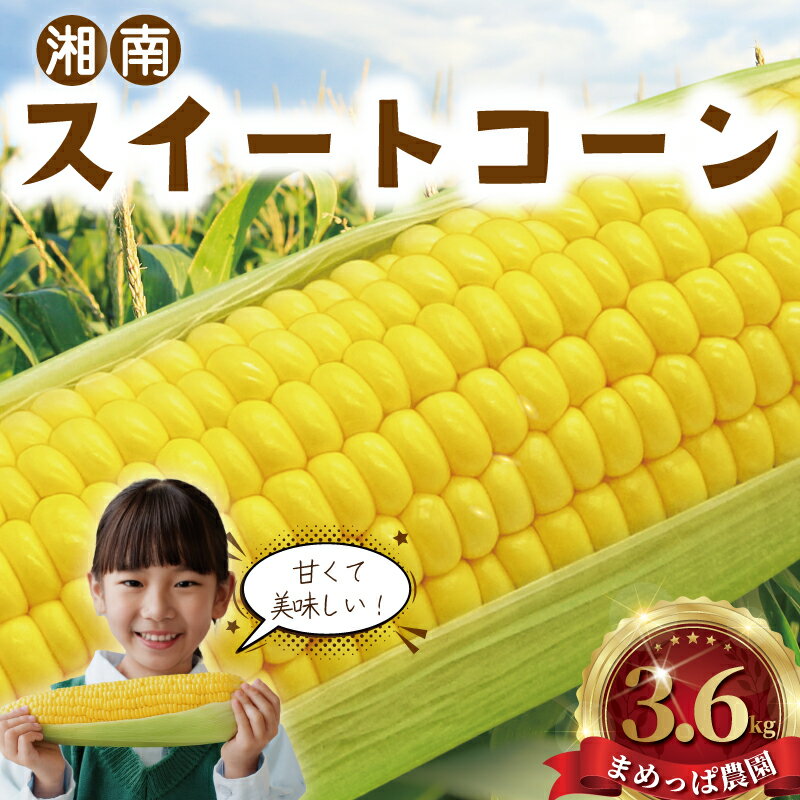 【ふるさと納税】 スイートコーン 3.6kg (9~11本) 朝採り とれたて とうもろこし トウモロコシ 先行予約 2026年6月発送 コーン 新鮮 ジューシー 甘い 美味い おやつ とうきび 国産 旬 夏野菜 野菜 やさい 冷蔵 農家直送 数量限定 産地直送 まめっぱ農園 神奈川 湘南 藤沢