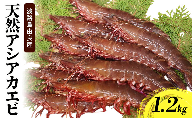 天然アシアカエビ（淡路島由良産・氷〆）1.2kg 10月～5月配送 兵庫県 洲本市 淡路島