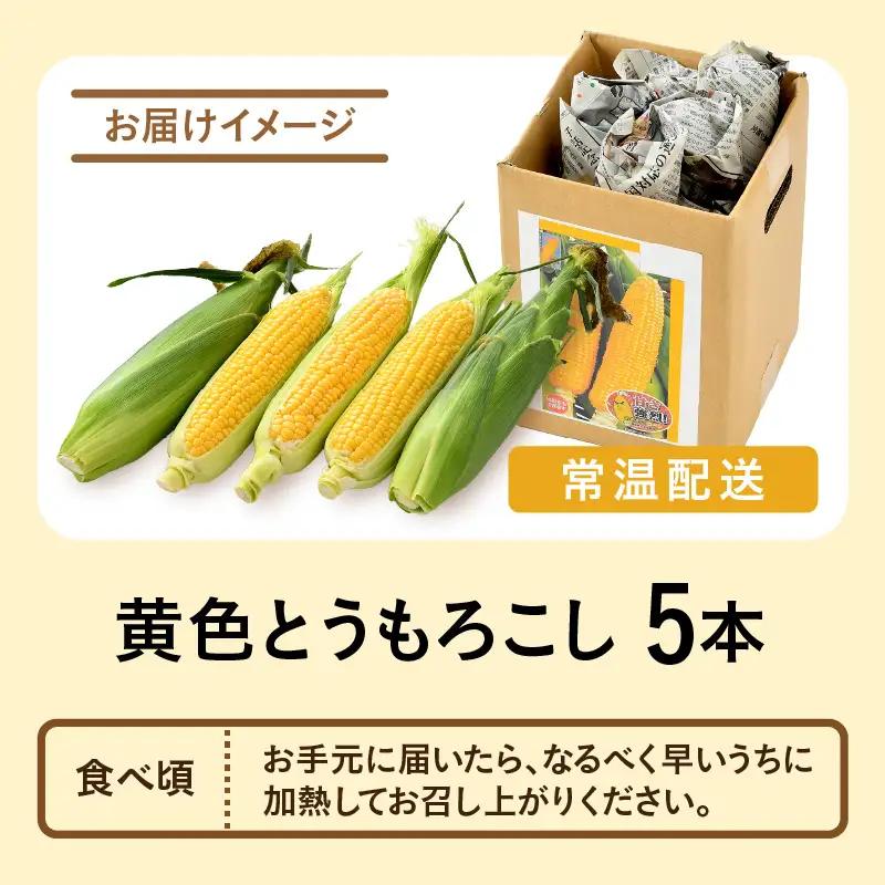 【先行予約】秋とうもろこし 5本 おおもの 黄色 朝採り ／ 期間限定 数量限定 ハウス栽培 産地直送 甘い スイートコーン とうもろこし 野菜 あわら ※2026年10月10日より順次発送 [aw0